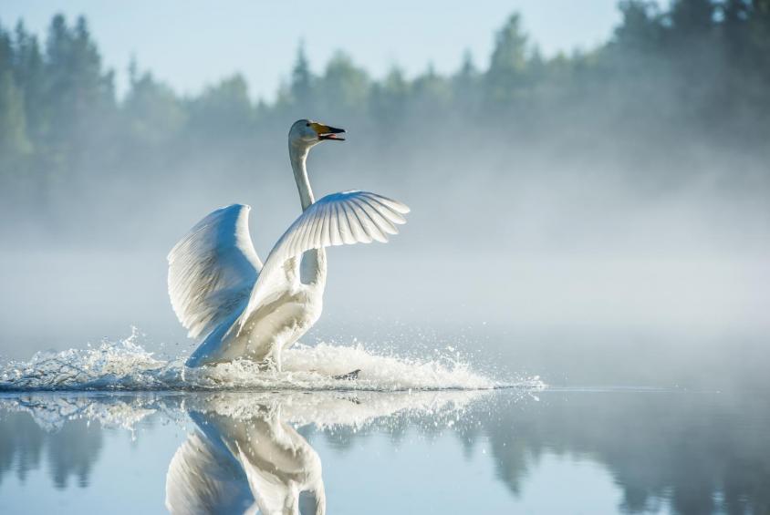 Whopper swan landing 